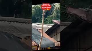 আমার রেসার কবুতরের বেবি যখন ৫ঘন্টা ১৫মি,Fly করে নিচে নামে।। #shorts #viralvideo #trending