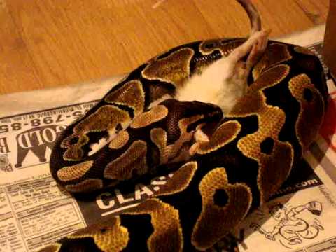 video phone beyonce mp3 Mojave Ball Python Post Shed and Normal Ball Python Feeding