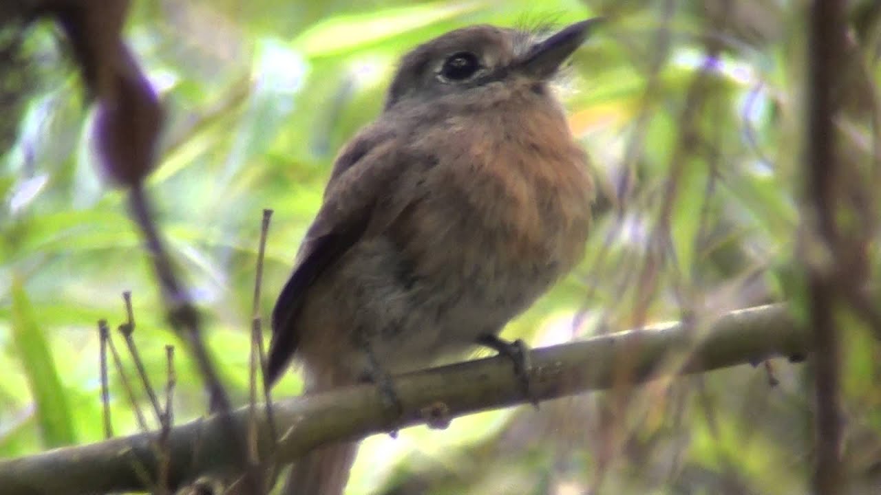 Rusty breasted Nunlet