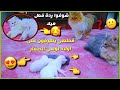 قططي يتعرفون على اولاد القطه لوسي 😍❤️ شوفوا ردة فعل القطه ميلا 😂 / Mohamed Vlog