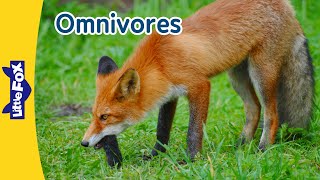 Omnivorous Animals: Eating Both Plants and Meat | Baboon, Fox, Racoon, Bear, Skunk l | Little Fox