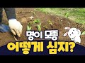 명이종근 (모종) 심는 방법을 보여 드립니다 / 모종 심기 어렵지 않아요 Mp3 Song