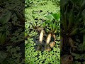 Water lettuce #youtubeshorts #@ #ai