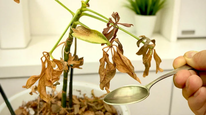 How to Revive Any Dying Plant With This Simple Trick (Works Every Time!) 🌱