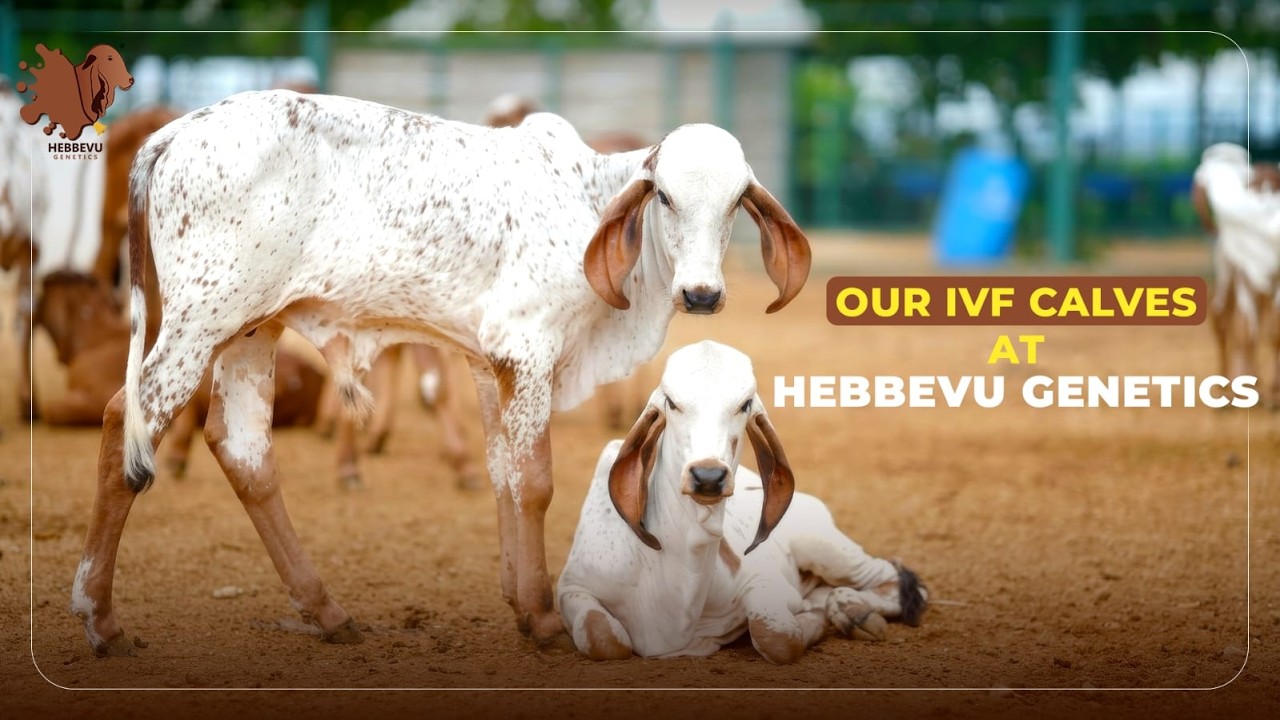 We are proud to showcase the next generation of genetically superior calves at Hebbevu Genetics.