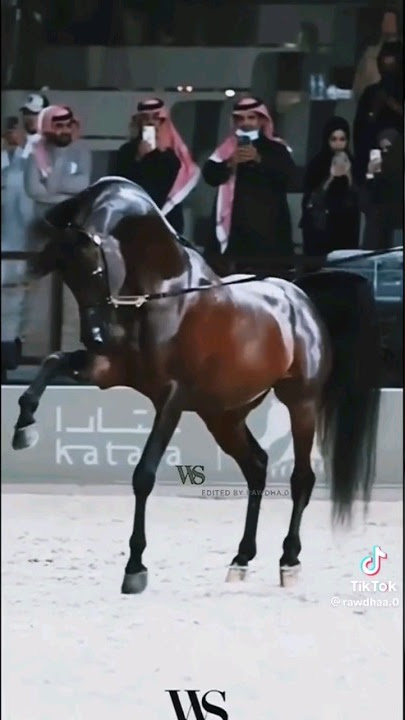 ARABIAN 'UFO' DANCE 😎 #viral #horse #equestrian #edit #tiktok #beautiful #arabian #dance #shorts