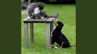 Serene Rainfall Harmony for Pets