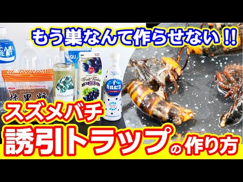 0円で安全に！ハチ用DIYトラップの作り方5ステップ