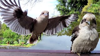 Dwarfy the kookaburra is all wet after a swim! Casual Chaos and Cuteness #37
