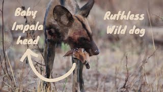 Wild Dog Eats Baby Impala Head - Nanzhila Safaris - Kafue National Park, Zambia