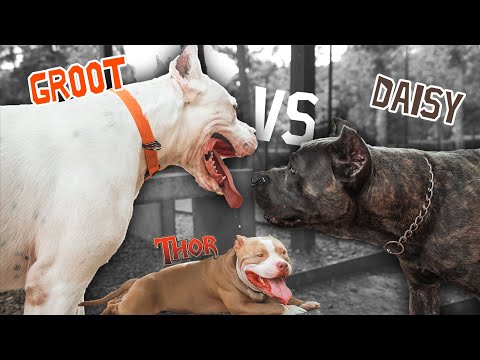 გრუტის შეხვედრა თორისთან - Doggo Argentino vs Cane corso