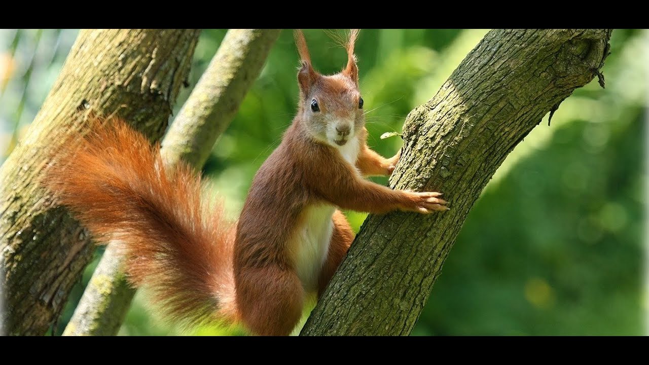 Relaxing River Ambience with Scurrying Squirrels: Forest Sounds & Fun Facts