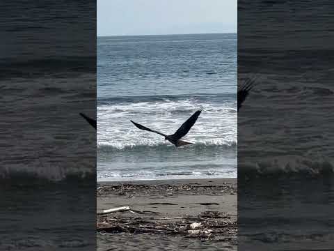 【鳥】茅ヶ崎の海岸にいた鳥(神奈川県)