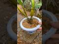 Amazing using beautiful techniques for growing dendrobium plants into large pot 🌳🌱🌵🌵🌱🌱