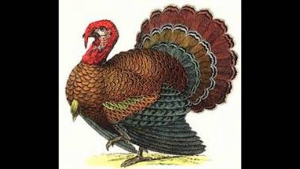 Индюк рисунок для детей цветной