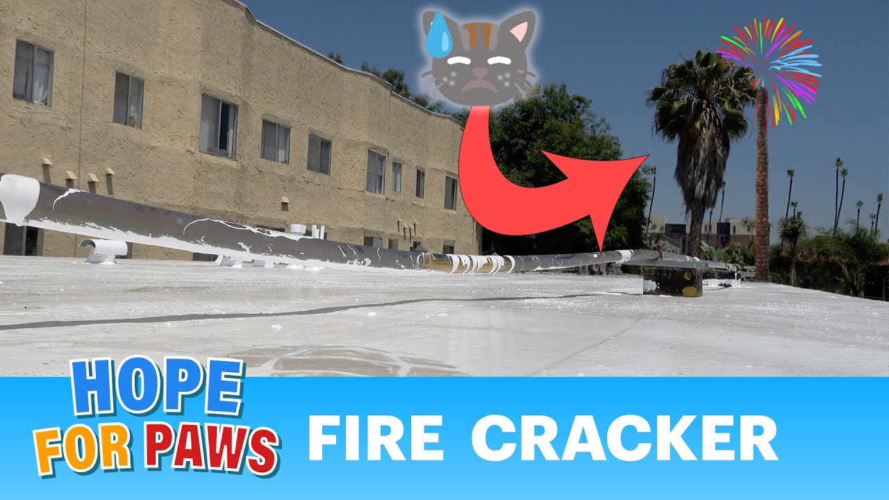 “Kitten Terrified by Fireworks: A Close Call! 🎆🙀🧨” – Video “Kitten Terrified by Fireworks: A Close Call! 🎆🙀🧨” – Video