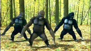 Bara Bere MUSIC. Dancing gorillas