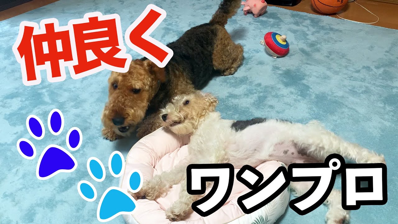 代引き手数料無料 ドッグファミリー T 3037 エアデール テリア 壁掛け用フック付 Rakuten Trieen Mx