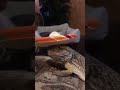 Owner Puts Hat on Bearded Dragon - 1478827