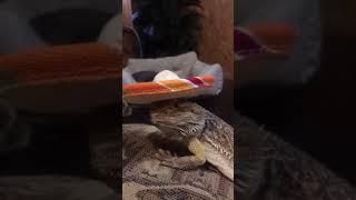 Owner Puts Hat On Bearded Dragon - 1478827