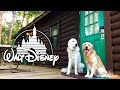 DOGS STAY AT DISNEY WORLD (Camp Wilderness Lodge Cabin) - SCS #193