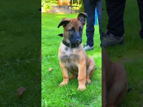 Belgian Malinois -