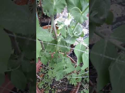 וִידֵאוֹ: Sugar Daddy Pea Plant: Growing Sugar Daddy Peas In The Garden