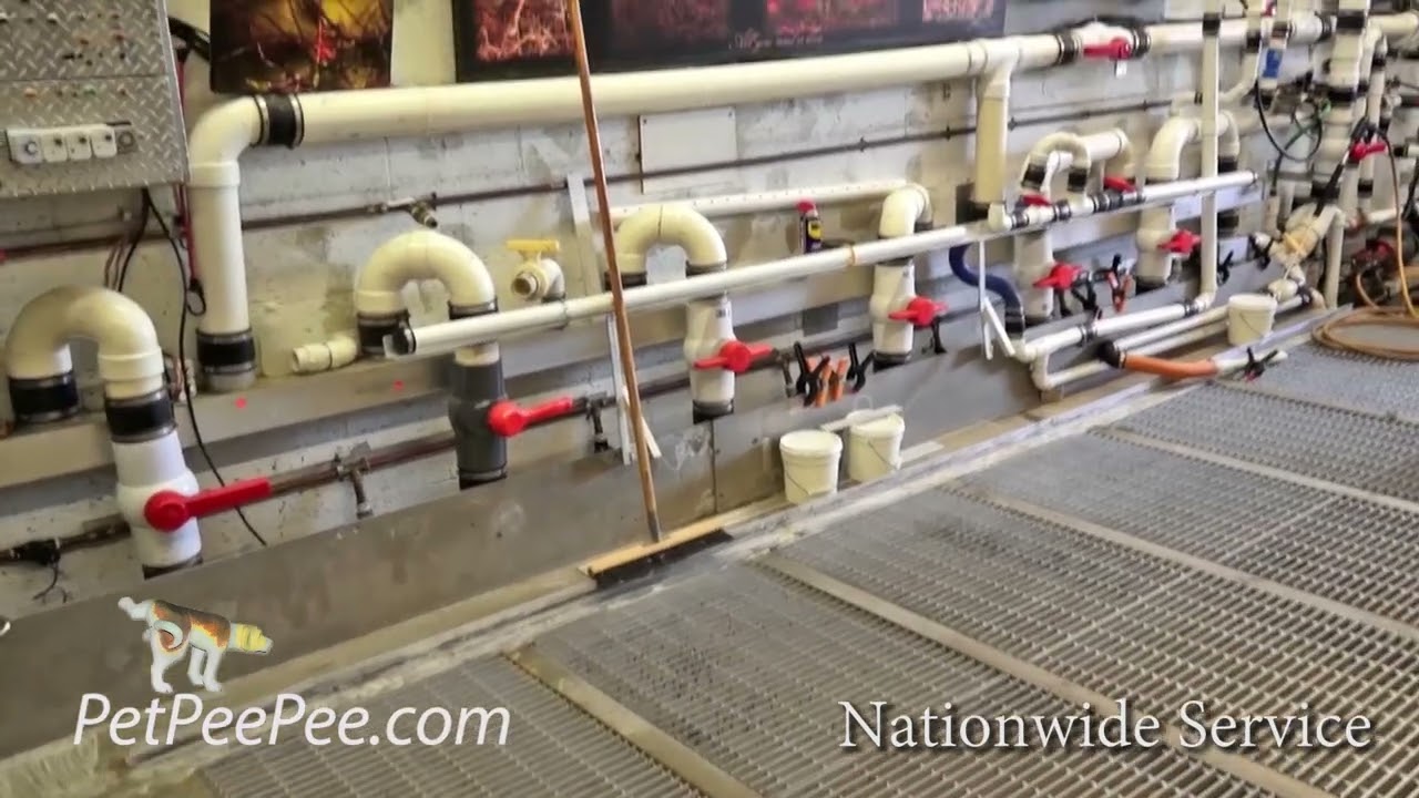 Oriental rug PetPeePee odor removal Guarantee!!!