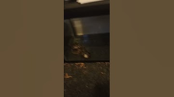 1 foot ball python eats live chick