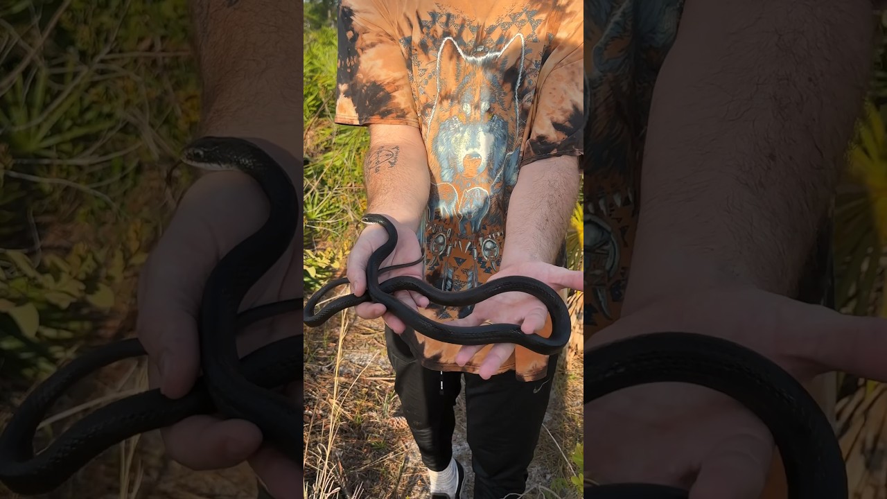 Black racer strikes me👀‼️ 