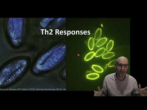 Video: Was ist eine Immunpathologie vom Th2-Typ?