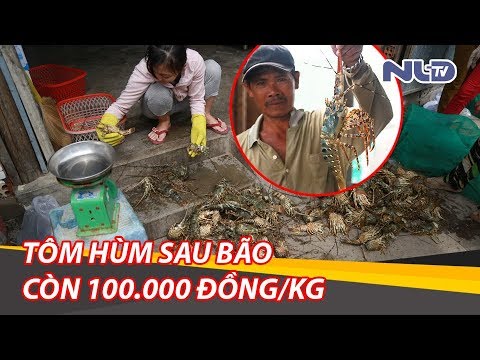 Video: Bao bố tôm hùm ở đâu?