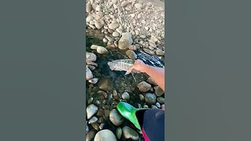 Cá Lớn - Vũng nước đọng dưới gầm cầu cạn 😱#khacthuyvlogg