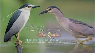 Tiếng Vạc kêu - Độc Quyền Tại Việt Nam