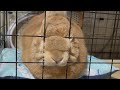 朝食が5分遅れただけで、これである・・・　(No.1779)