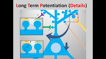 long-term potentiation(LTP) details