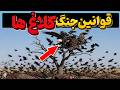 نبرد عجیب و دیوانه کننده کلاغ ها داشنمندان را بهت زده کرد چرا عقاب نمیتونه کلاغ رو بکشه