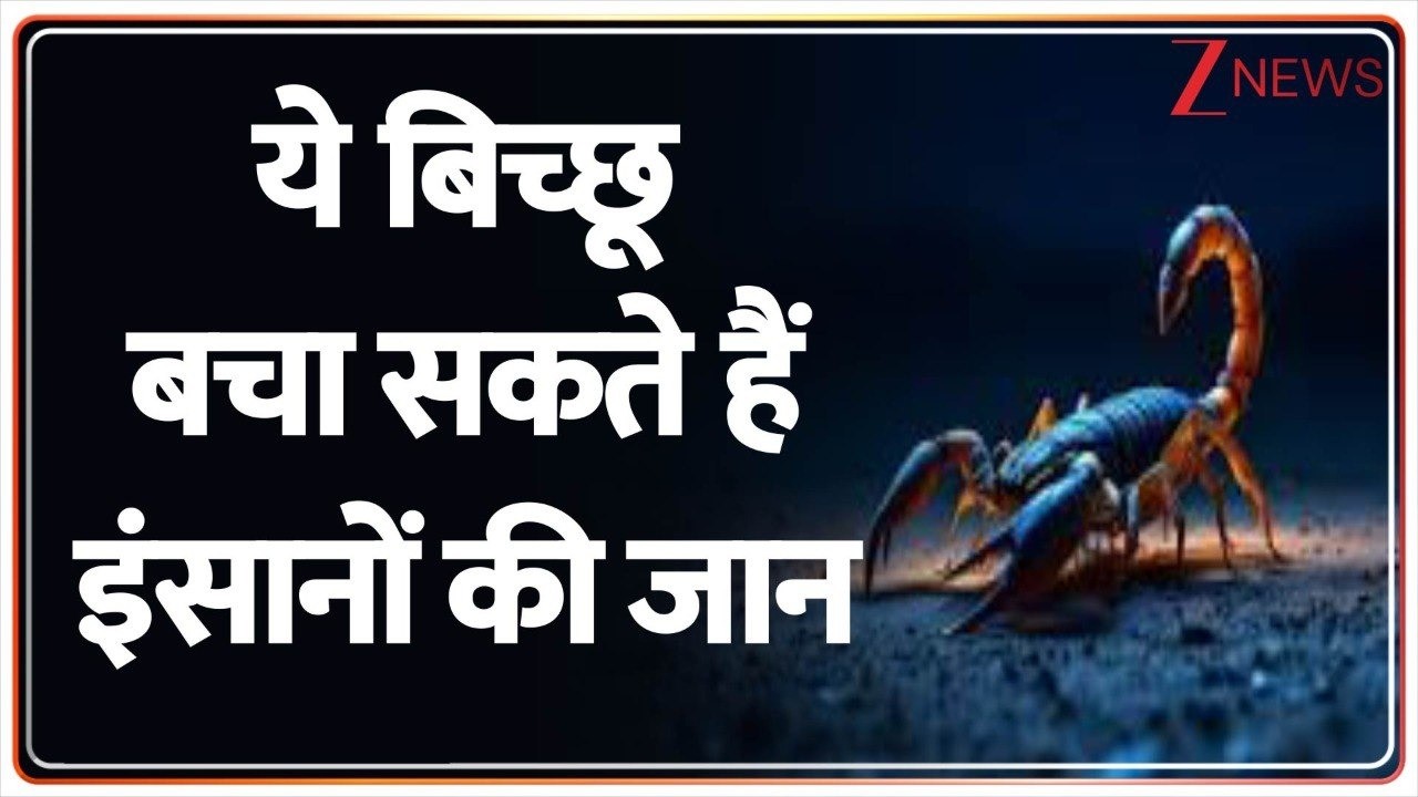 Scorpion Venom Benefits: ये बिच्छू बचा सकते हैं इंसानों की जान | Bichhu | Latest news | Trending