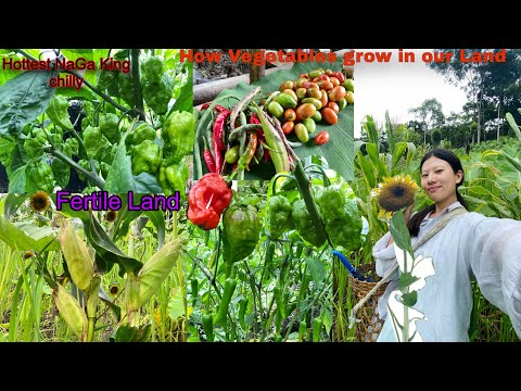 How Vegetables Grow In Our Land Without Pesticides 😱 || Fertile Land (Rengma) 🌽🌶️🥒🍉