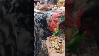 CLOSE UP nibbles! #backyardchickens #chicken #cuteanimals #homestead #vlog #asmr #pets #GA #flock