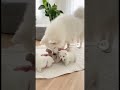 The Purest Bond: Smart Samoyed Nanny Dog & Her Baby ❤️✨ #Shorts #samoyed