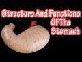 Structure Of The Stomach - Functions Of The Stomach - How Does The Stomach Work Mp3 Song