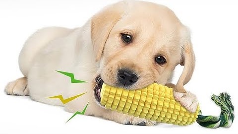 Carllg Dog Chew Toys for Aggressive Chewers Indestructible Tough Durable Squeaky Interactive Dog Toy