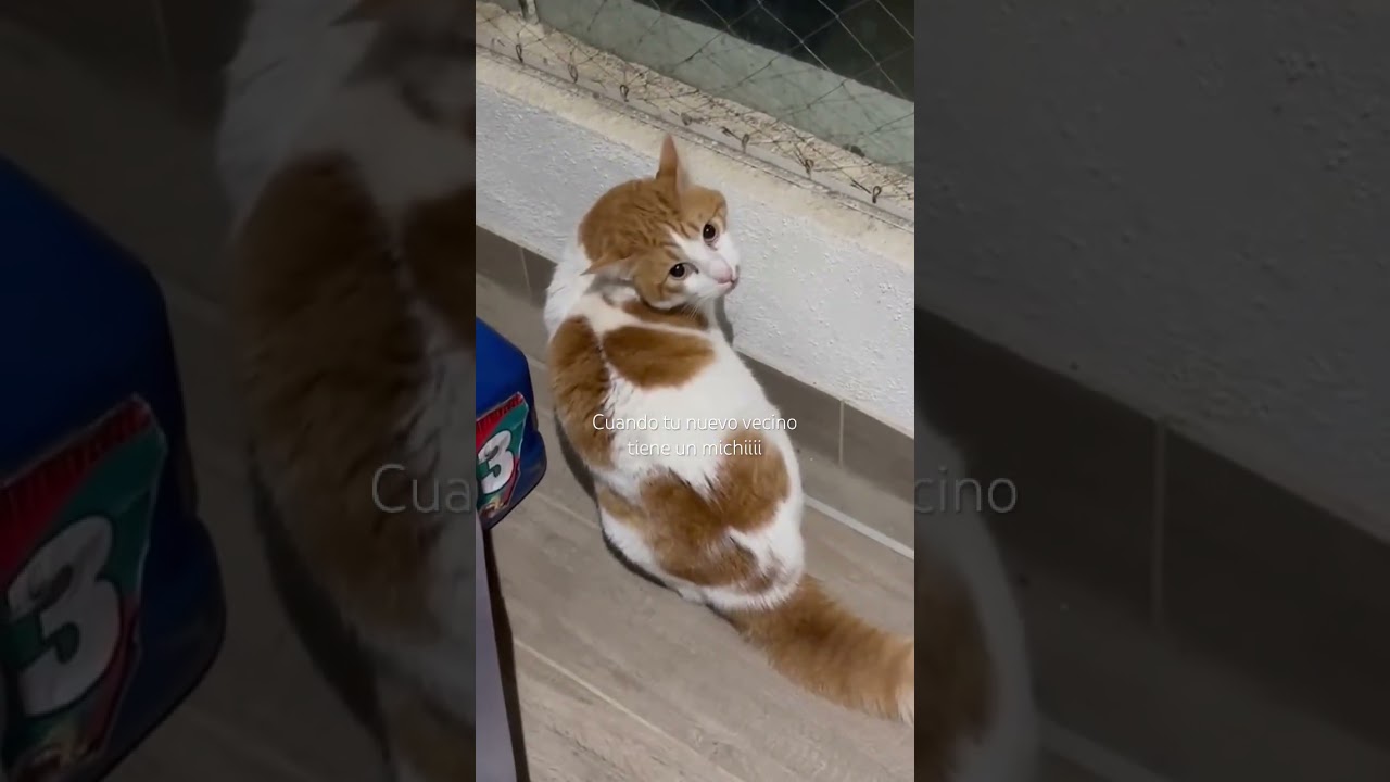 Pelea de gatos nocturna con el michi vecino 🐈🐈⬛ ☠️👻 #cats #michis #gatos #simba #neighbors