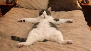 Ultimate Funny Cats Compilation 2026 😹 | Try Not To Laugh Challenge #8