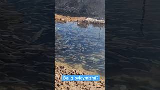 Baliq Ovi. Baliqlar Majlis Qilyapti