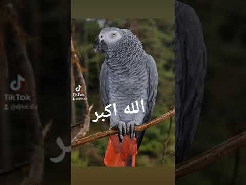 الله اكبر مكررة لتعليم الببغاء في يوم واحد فقط