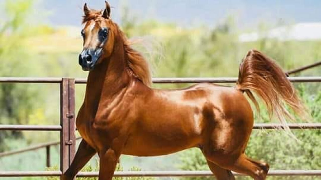 الحصان العربي الأصيل حلقة الرد على أسئلة المتابعين الخاصة بالخيل العربي الأصيل 25/3/2021 YouTube الحصان العربي الأصيل حلقة الرد على أسئلة المتابعين الخاصة بالخيل العربي الأصيل 25/3/2021 YouTube