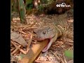 보기 드문 뱀이 뱀을 먹는 과정! 그 중 한 마리가  킹 코브라에게 삼켰다. |CCTV 한국어방송