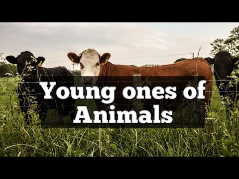 Young ones of animals in marathi and English 🐤|प्राण्यांच्या पिल्लांची  नावे | #animalsyoungones - YouTube